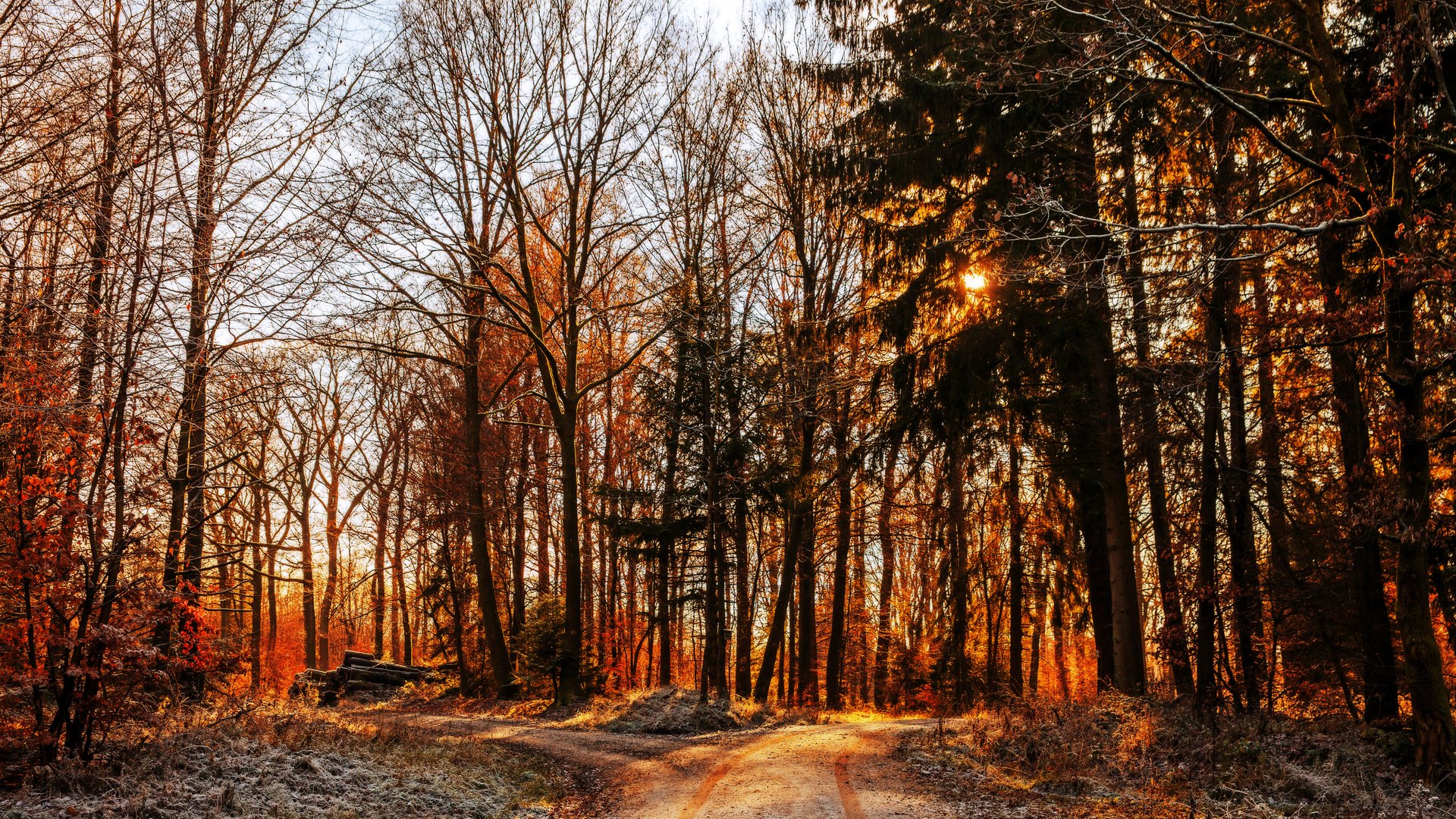 Der Waldweg