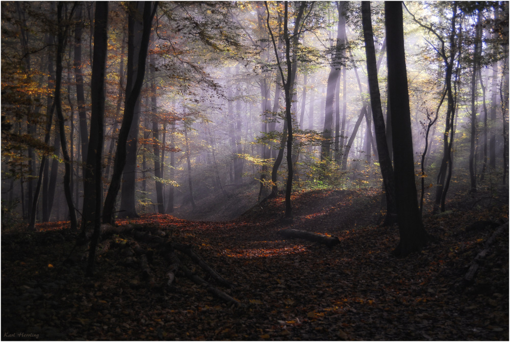 der Waldweg