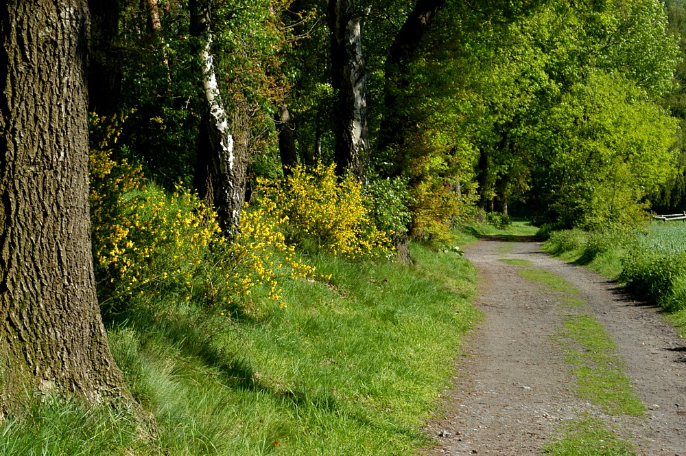 Der Waldweg