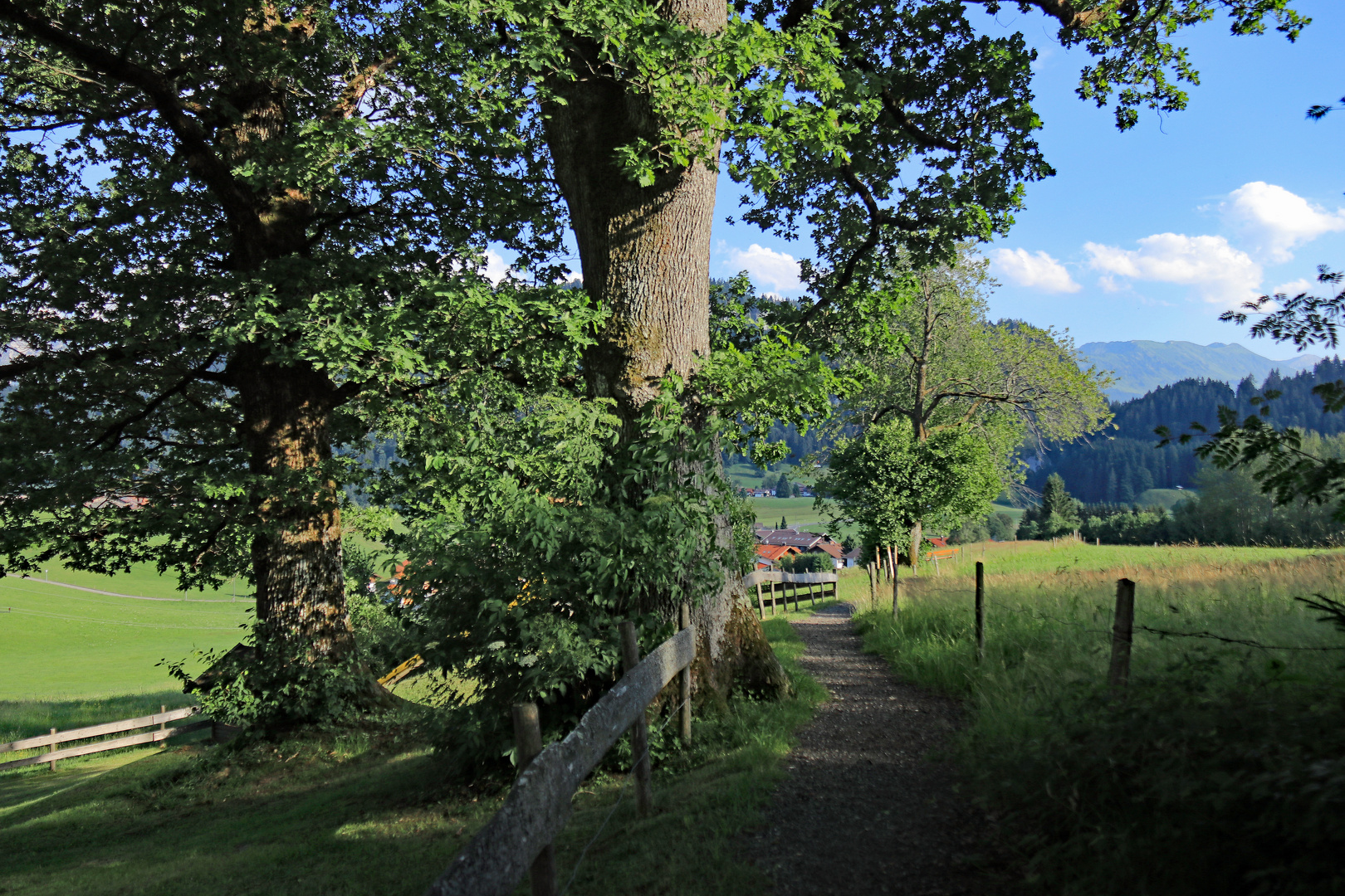 Der Waldweg