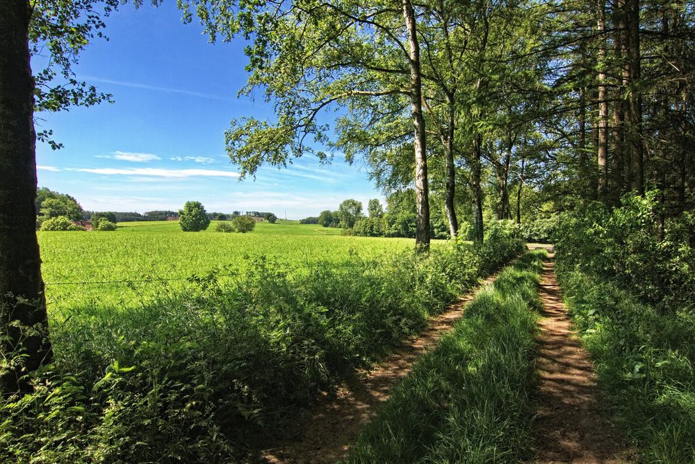 Der Waldweg 