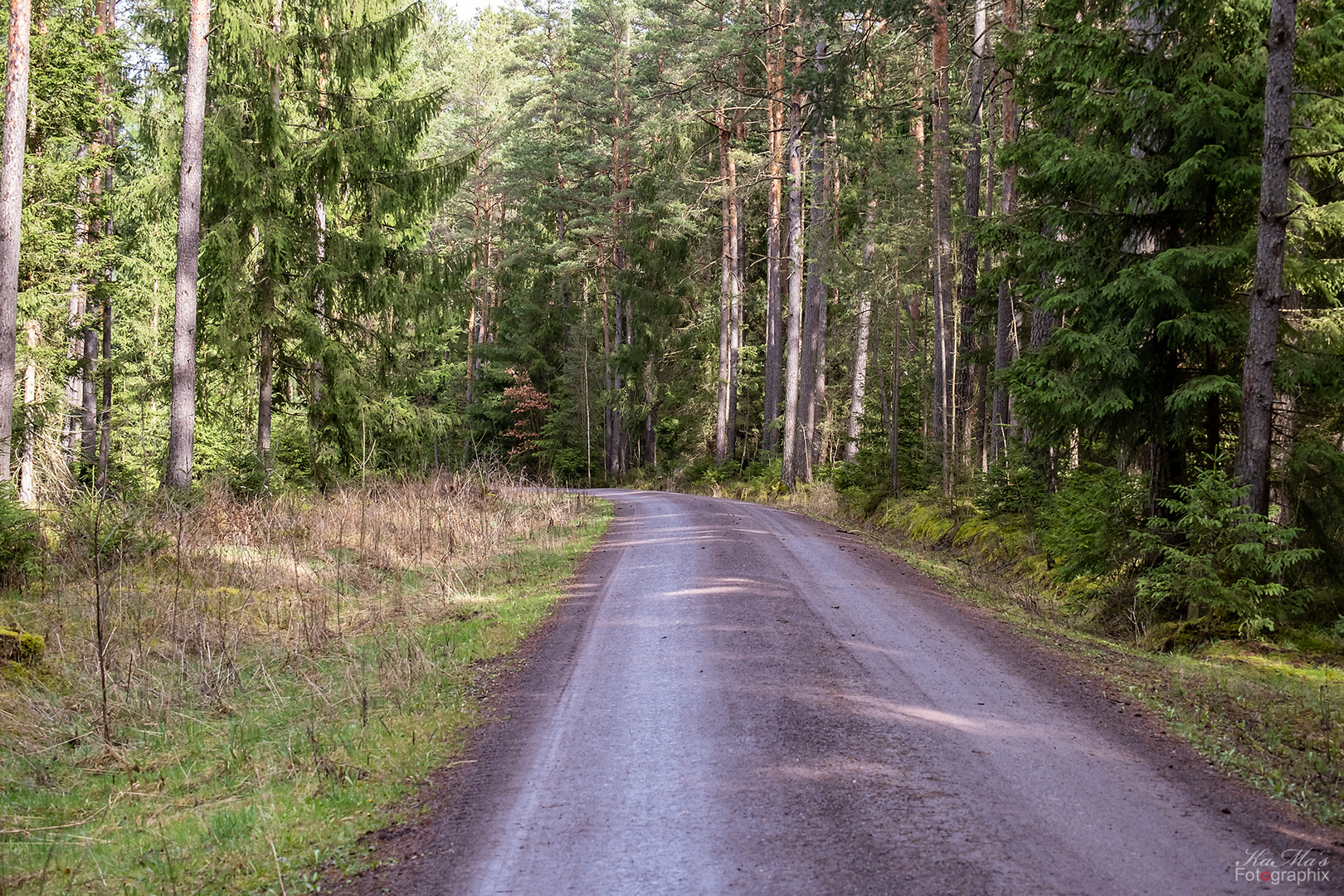 Der Waldweg