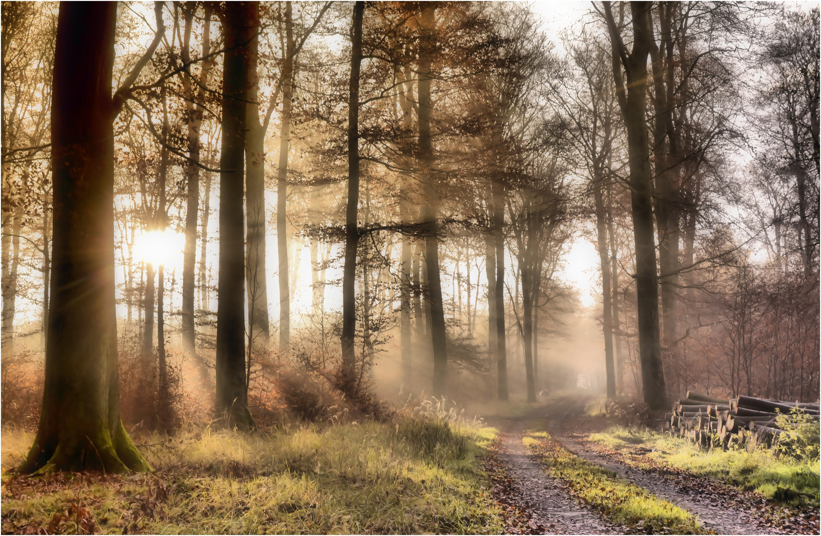 Der Waldweg