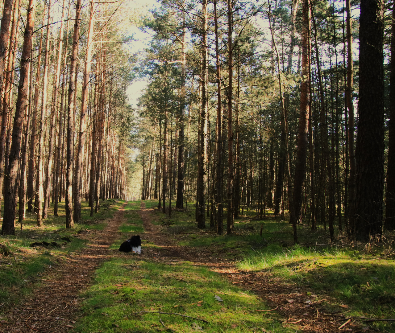 Der Waldweg