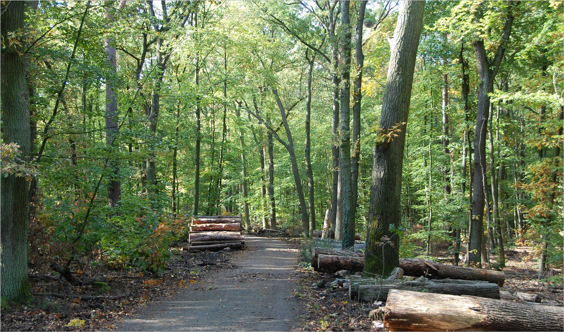 der Waldweg