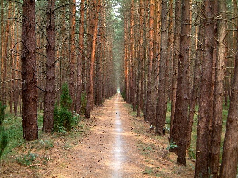 Der Waldweg