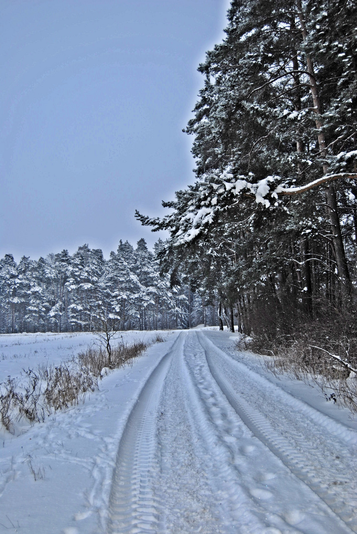 Der Waldweg