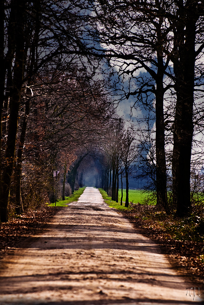 der waldweg