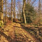 Der Waldweg