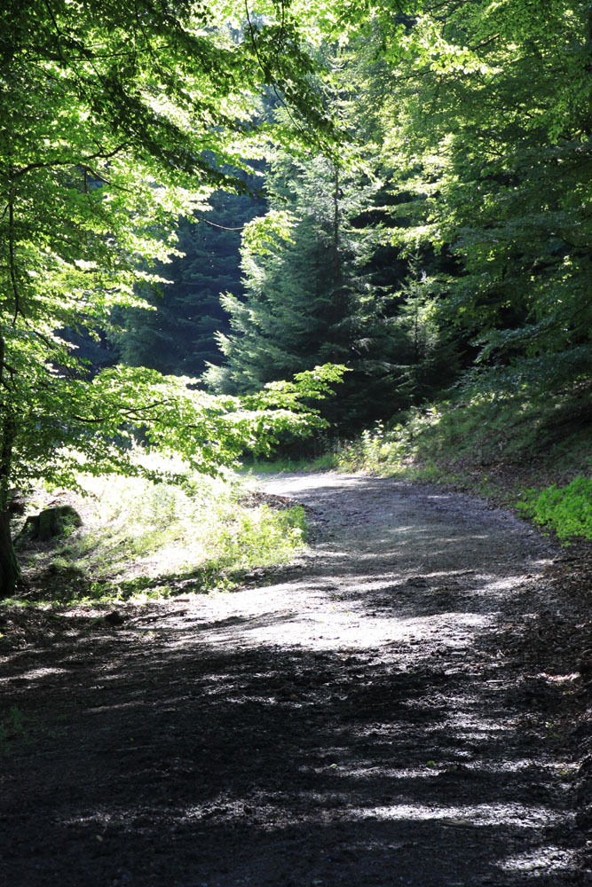 Der Waldweg