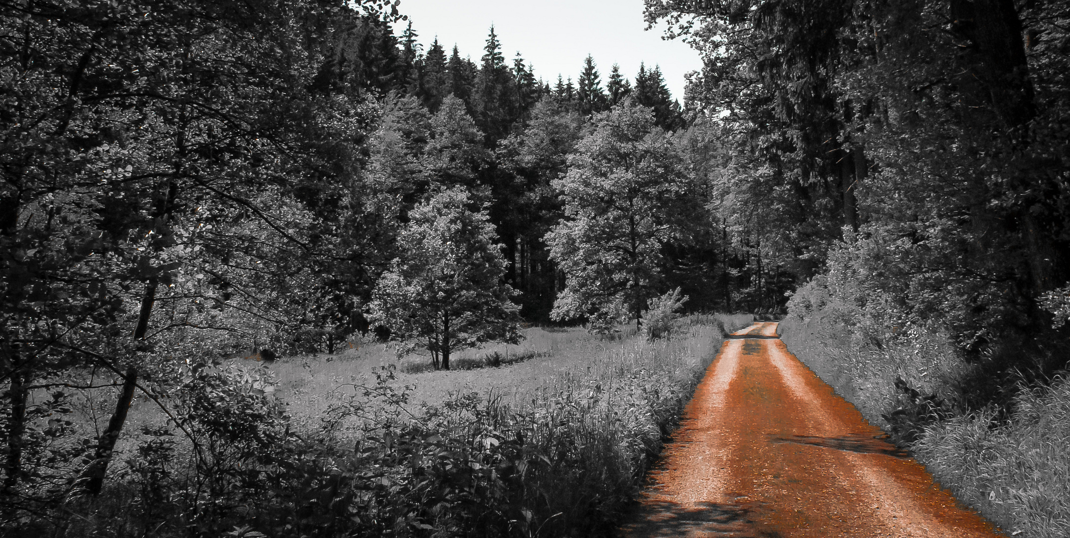 Der Waldweg