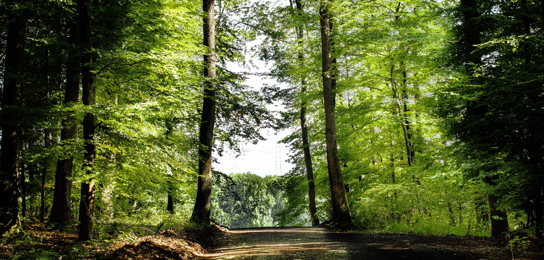 Der Waldweg