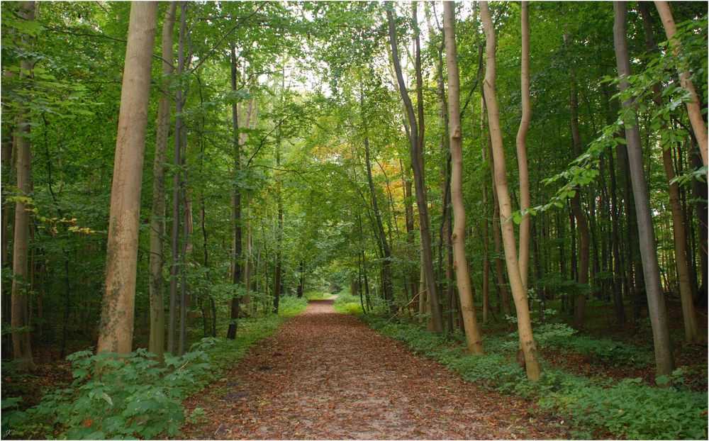 Der Waldweg