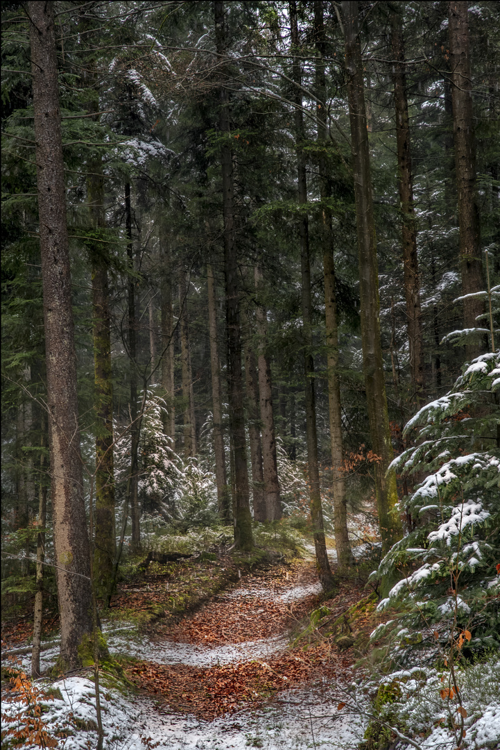 Der Waldweg.