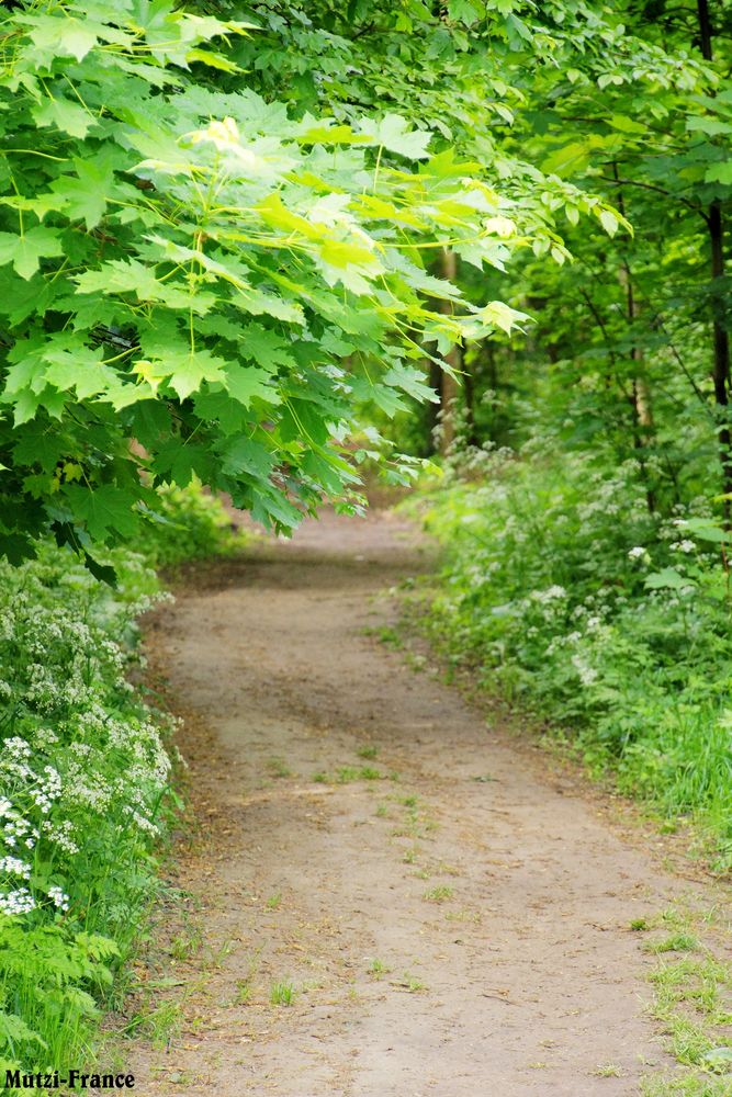 Der Waldweg !