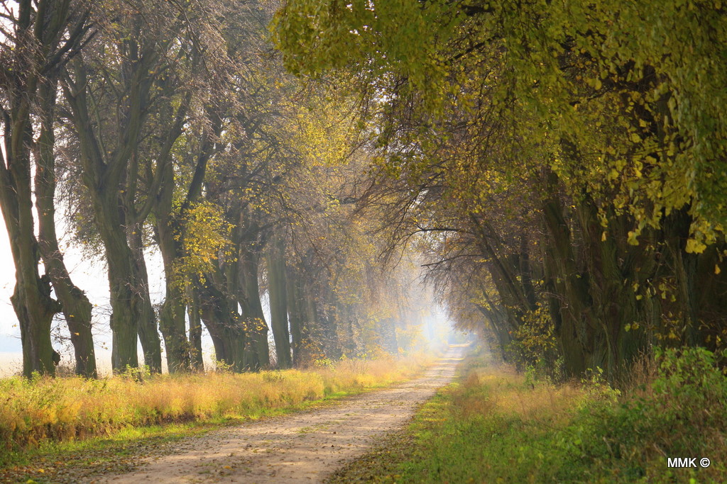 Der Waldweg...