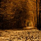 Der Waldweg ( Herbst )