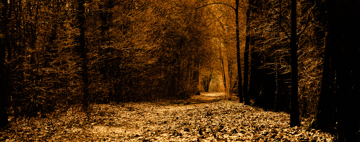Der Waldweg ( Herbst )