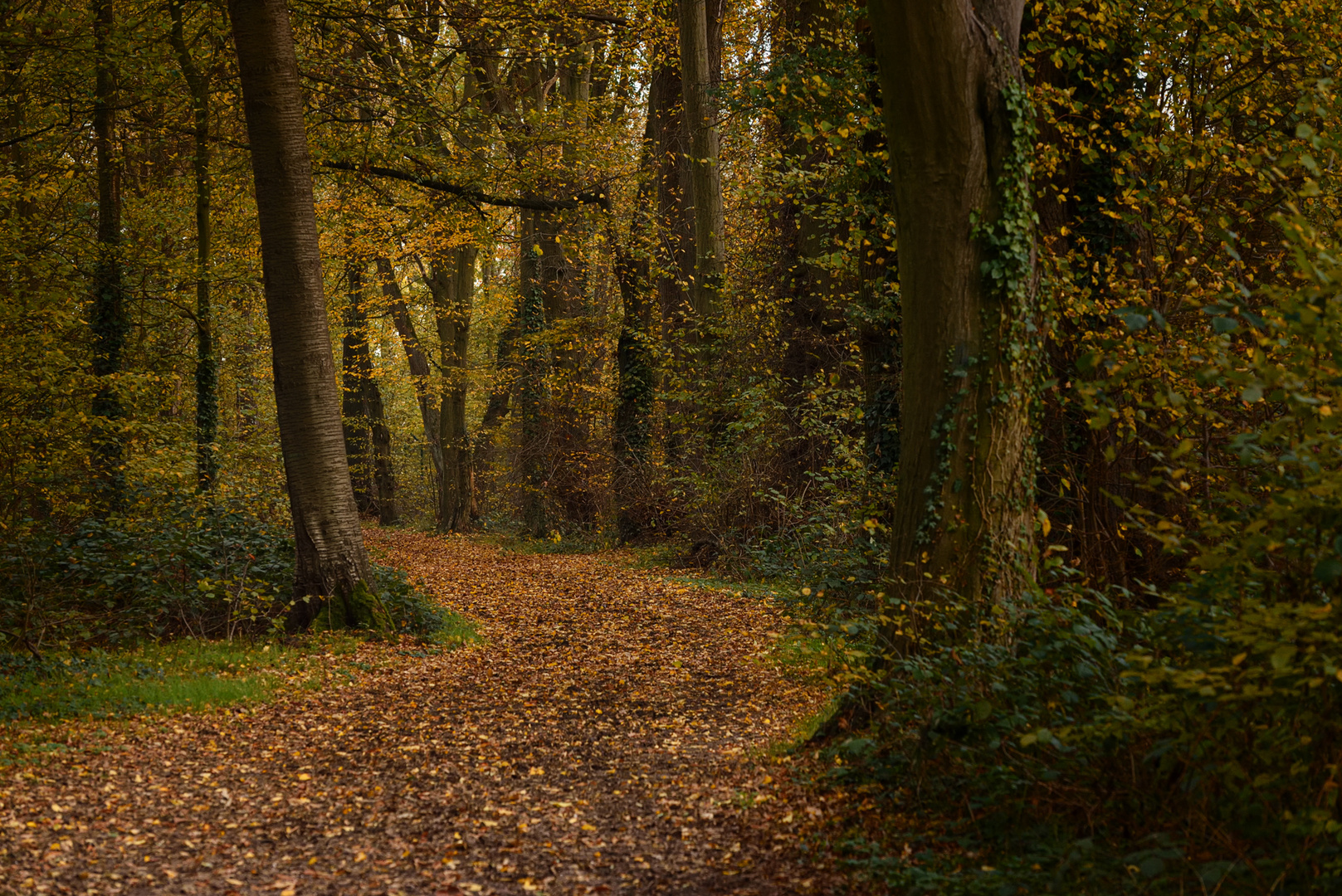 Der Waldweg im Herbst