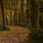 Der Waldweg im Herbst