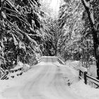 Der Waldweg im Wintergewand