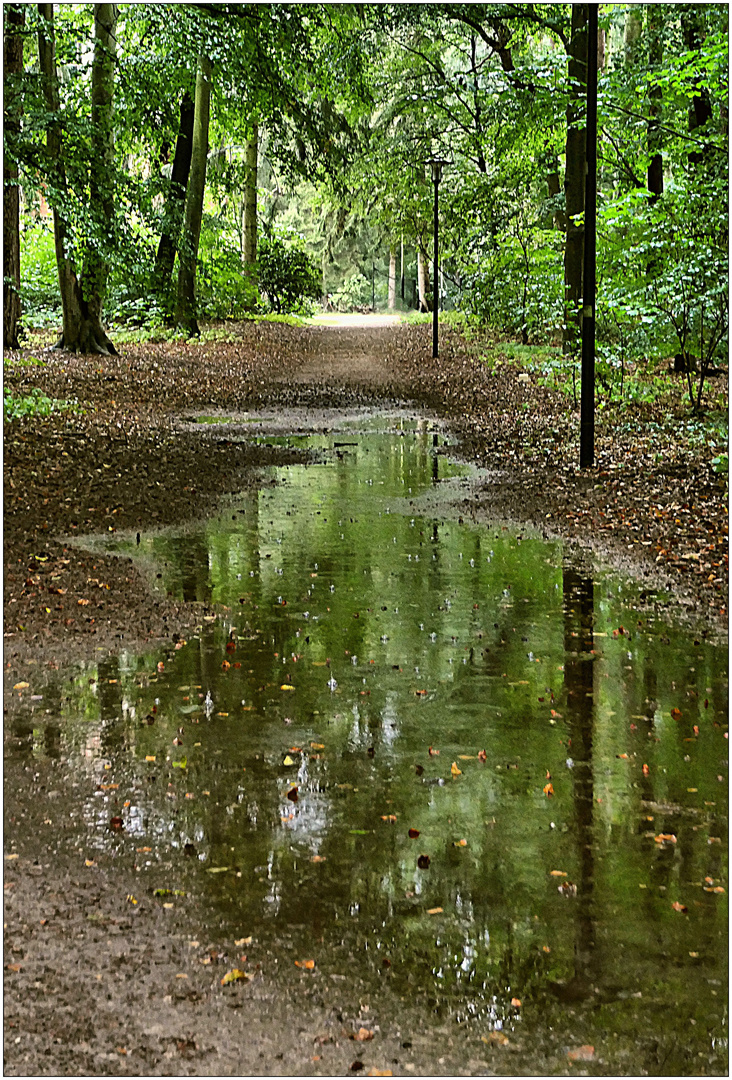 Der Waldweg nach Schloss Gelbensande