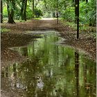 Der Waldweg nach Schloss Gelbensande