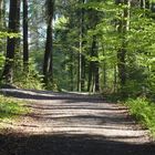 Der Waldweg wo die Natur so richtig zu spüren ist