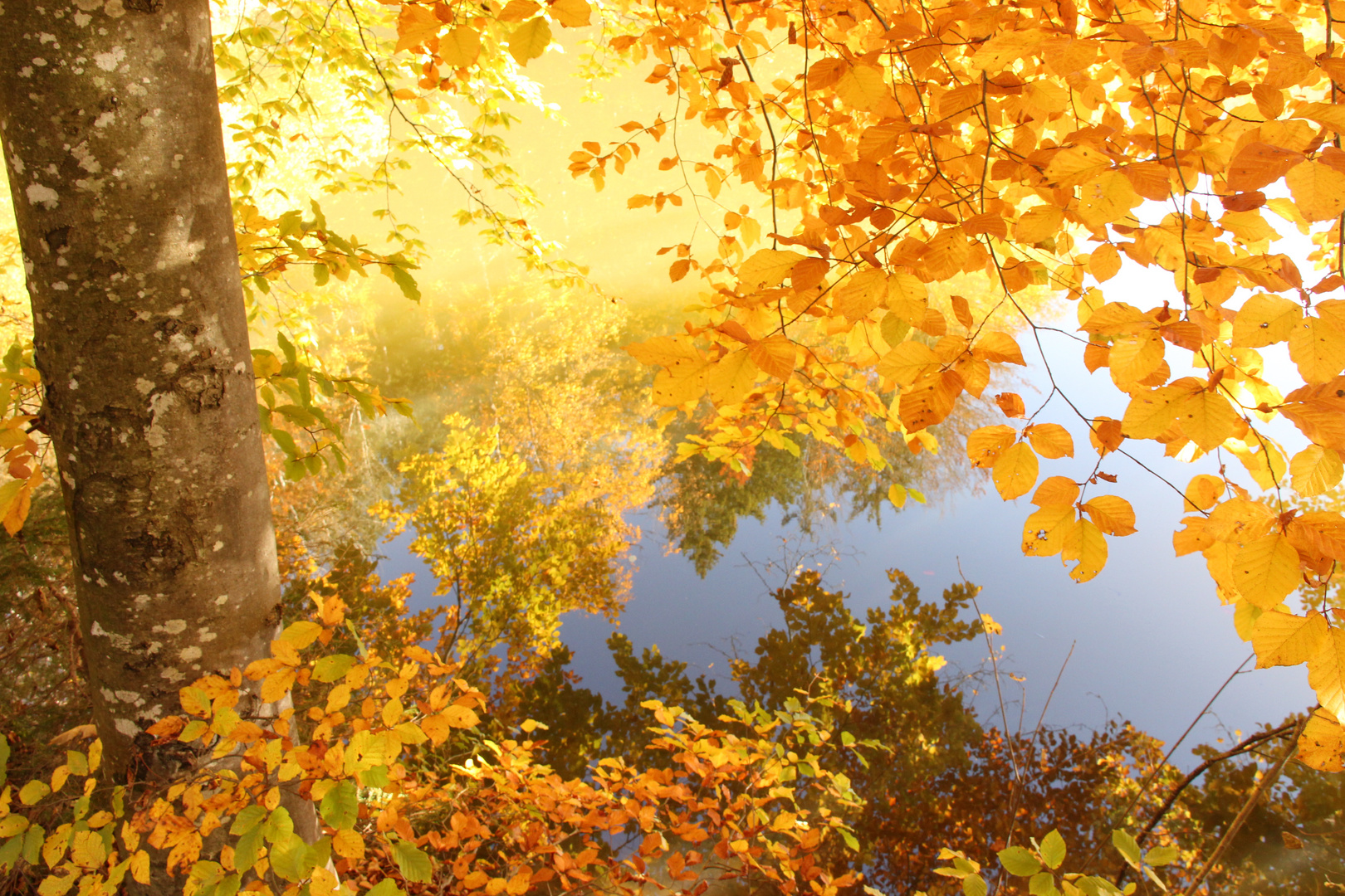 Der Waldweiher in der Herbstsonne