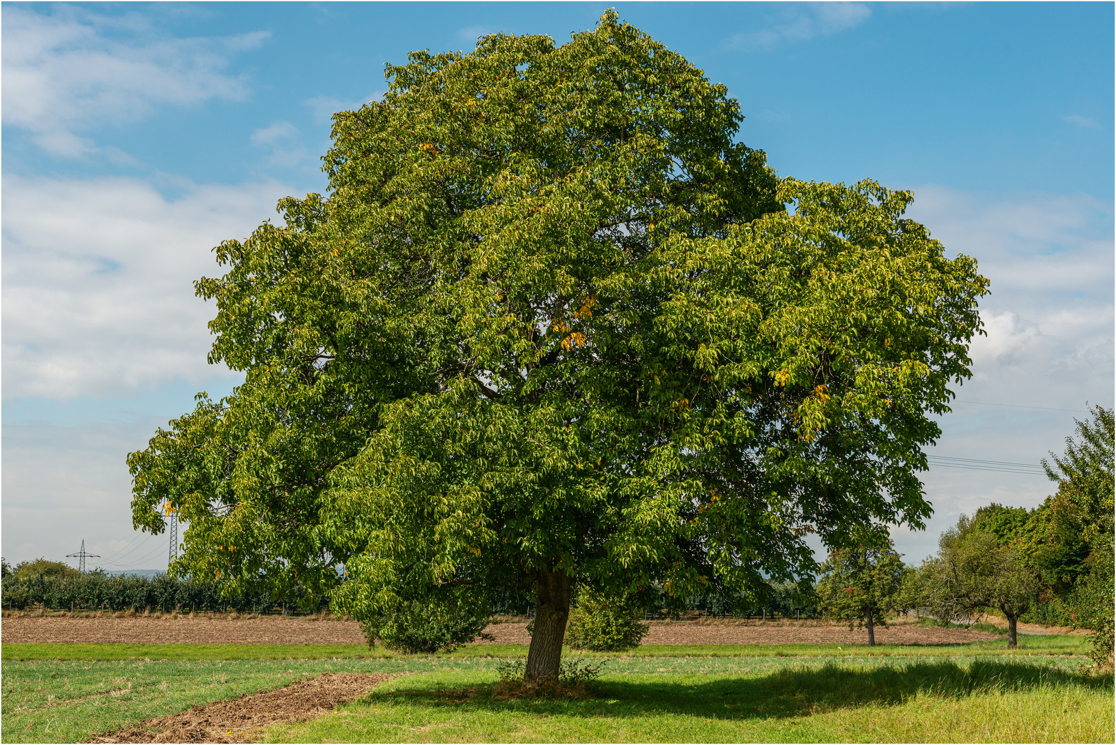 "Der Walnußbaum" Foto & Bild pflanzen, pilze & flechten, landschaft