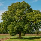 "Der Walnußbaum"