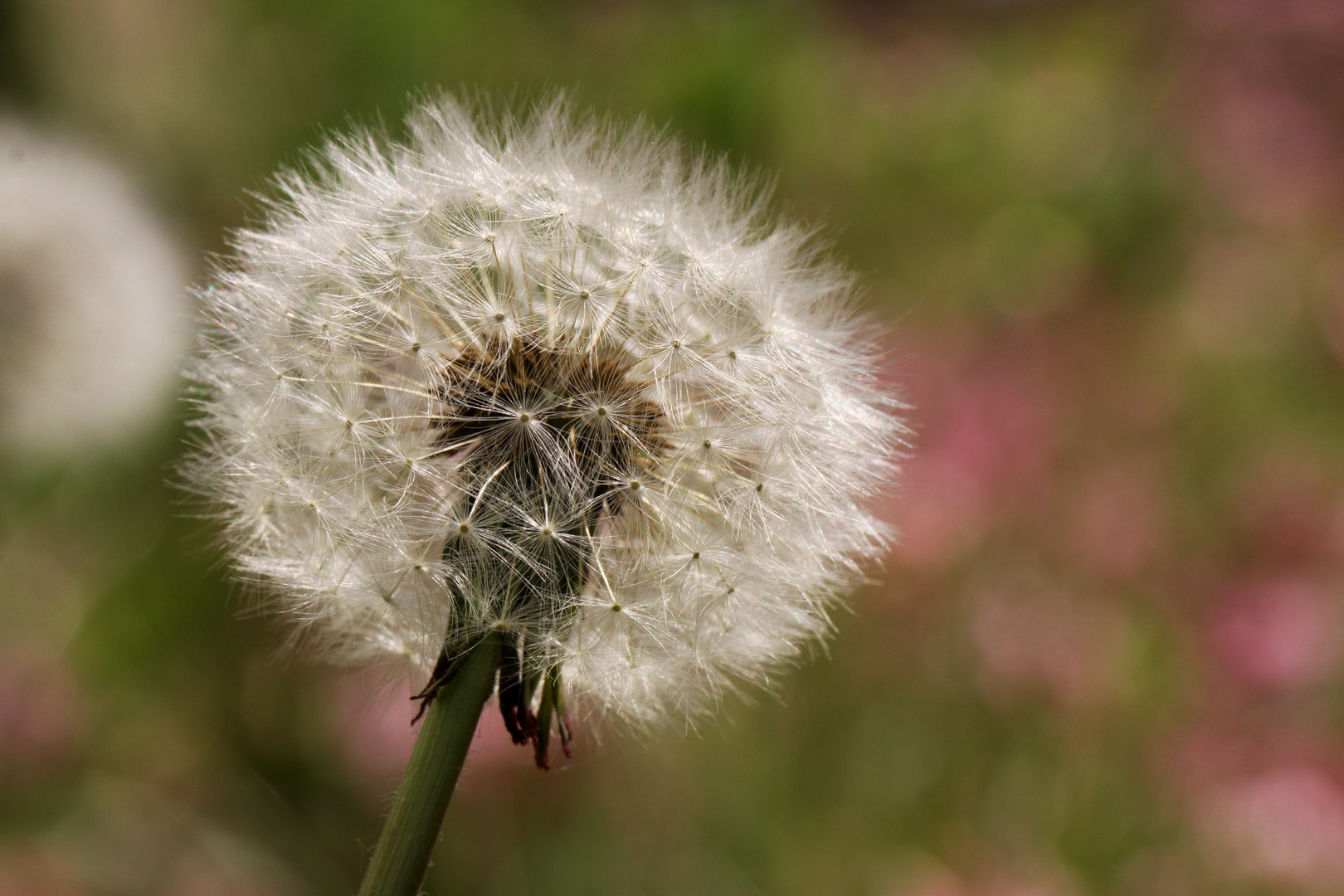 der Wandel von Löwenzahn zur Pusteblume