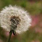 der Wandel von Löwenzahn zur Pusteblume