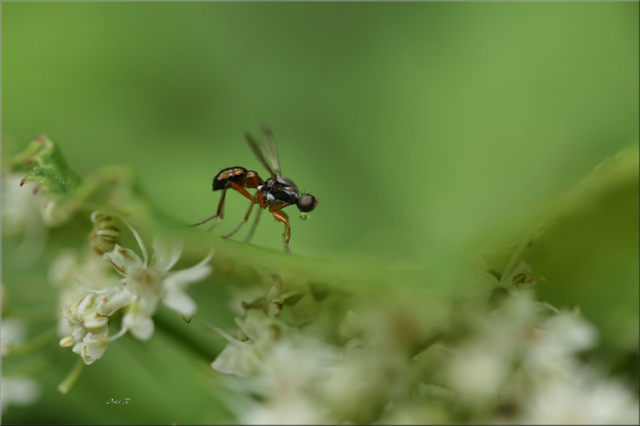 ....der Wanderer mit der Sprechblase ....