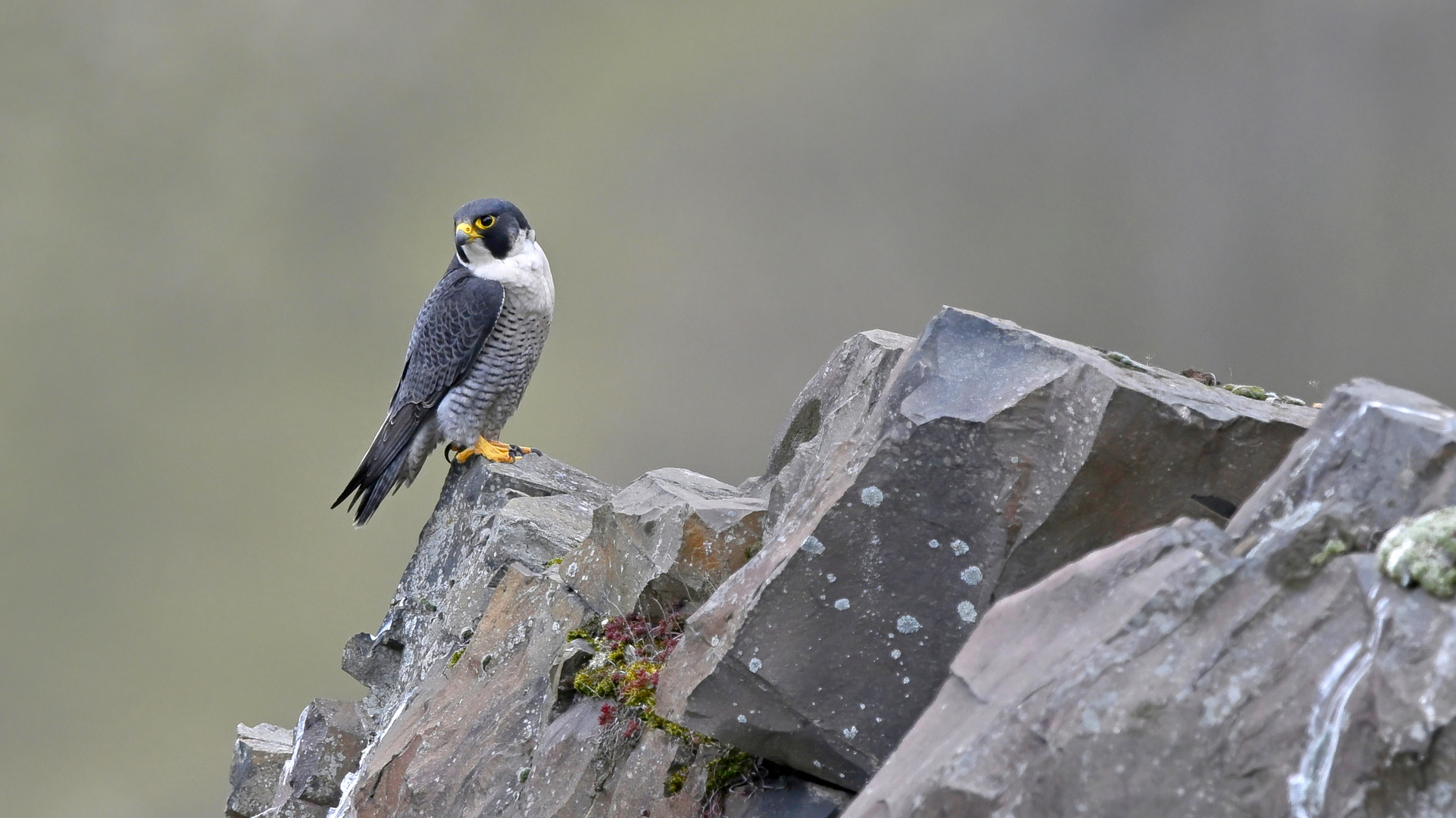 der Wanderfalke (Falco peregrinus)...