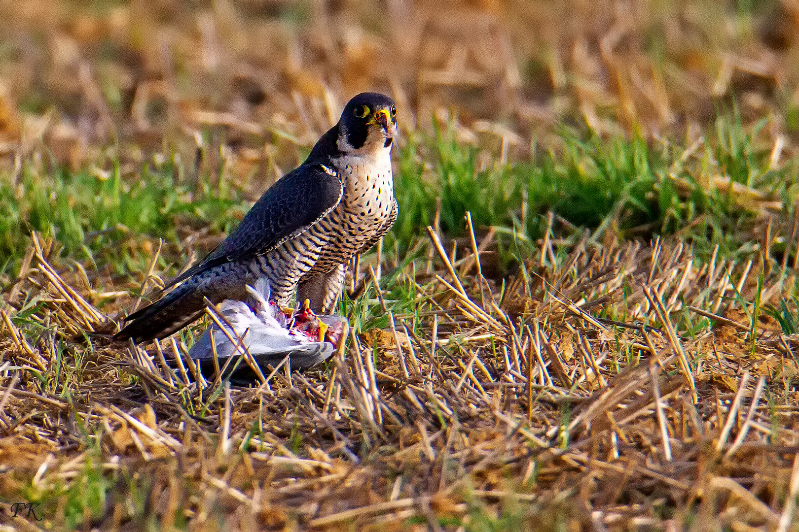    Der Wanderfalke schlägt eine Ringeltaube 