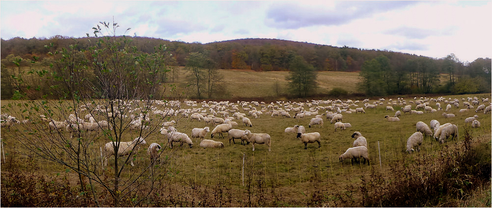 Der Wanderschäfer unterwegs im Solling ...