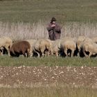 Der Wanderschäfer von der Alb