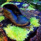 Der Wanderschuh