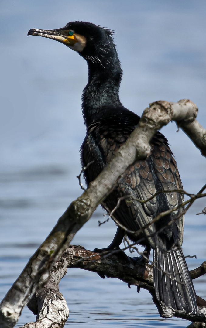 der Wannsee_Kormoran