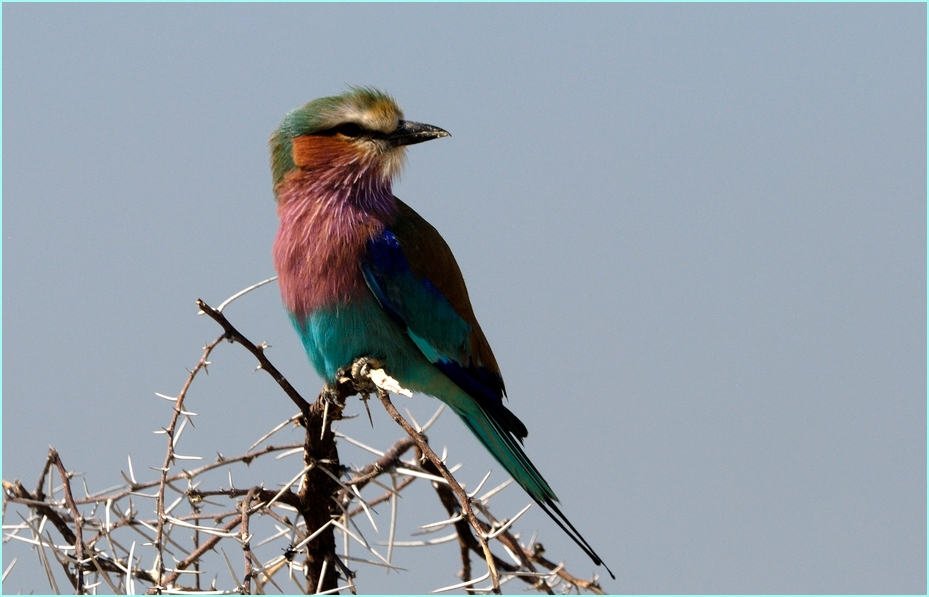 Der Wappenvogel