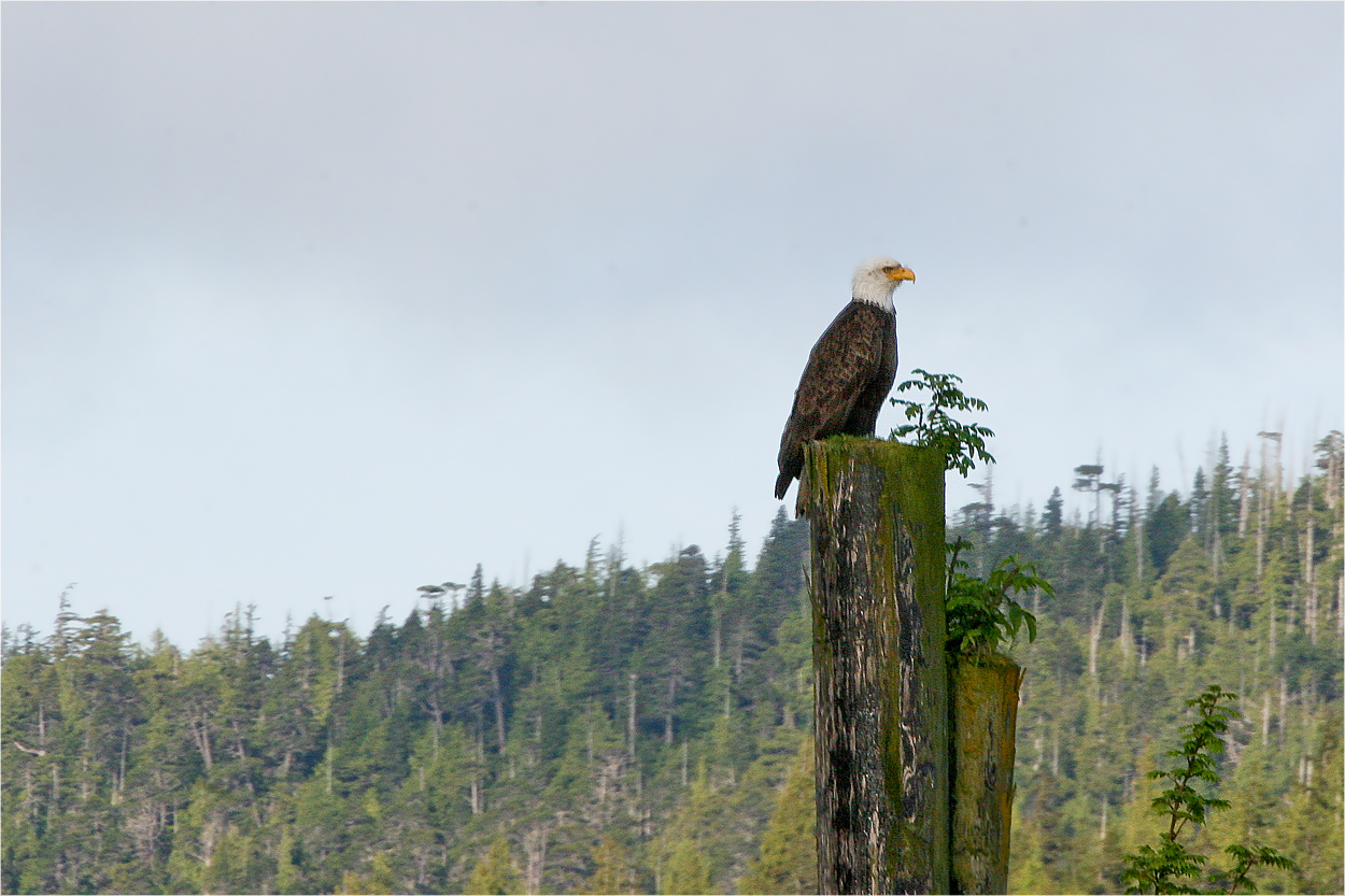 Der Wappenvogel  der USA