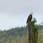 Der Wappenvogel  der USA