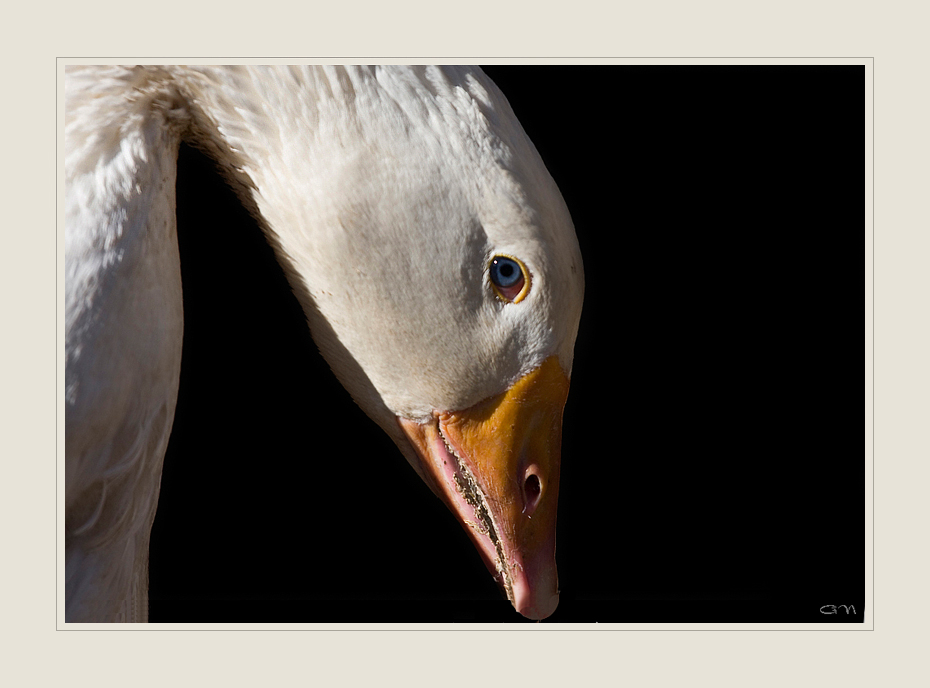 Der warnende Blick