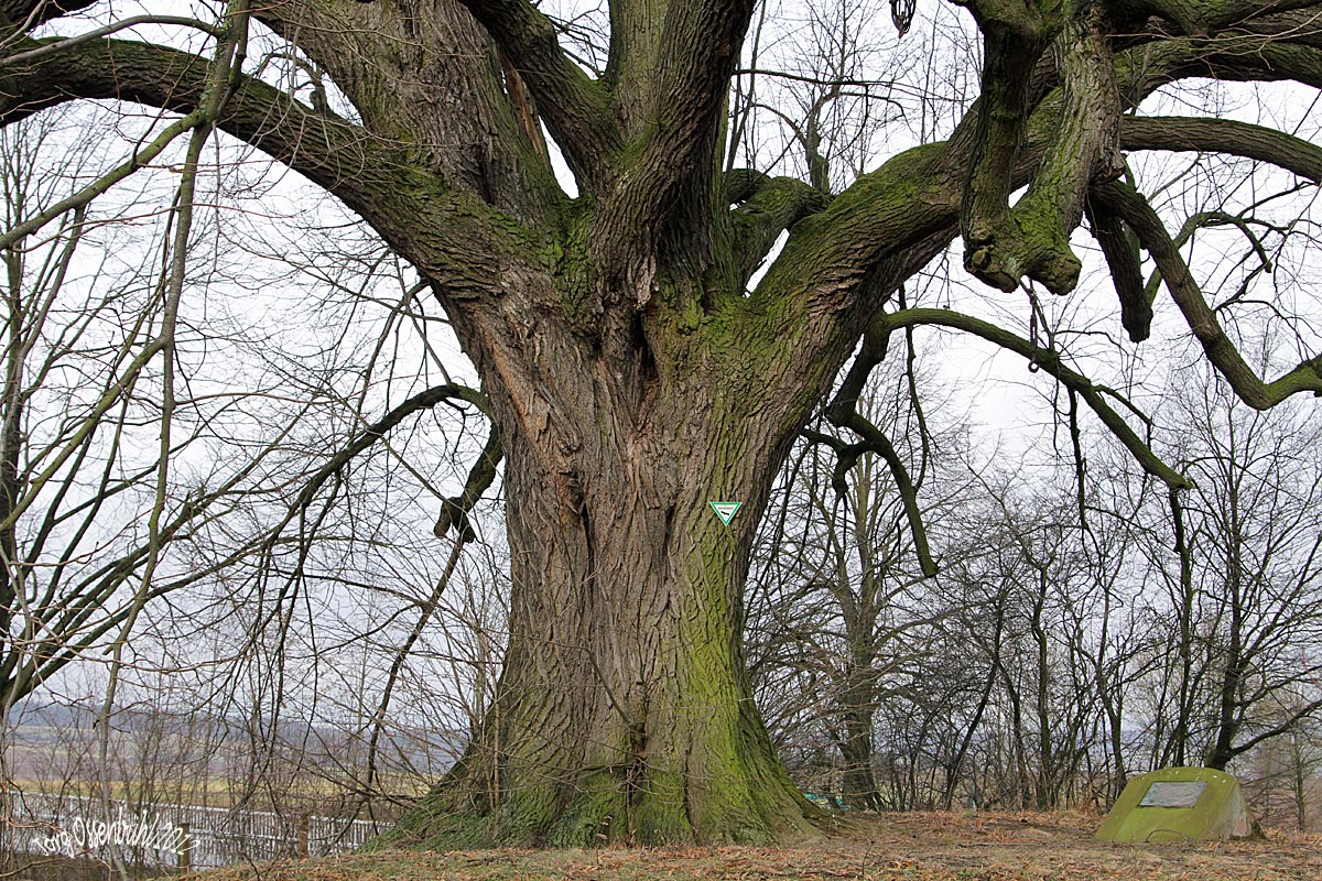 Der Wartbaum bei Windecken