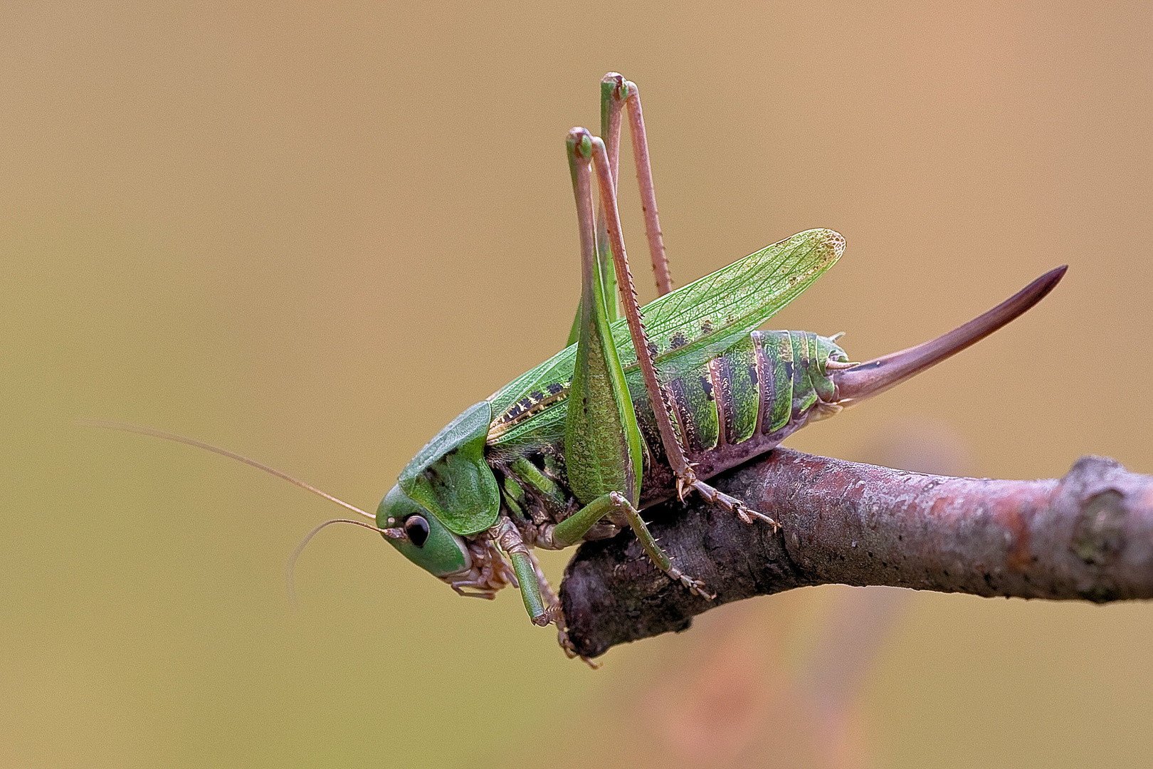 Der Warzenbeißer (Decticus verrucivorus)