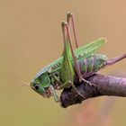 Der Warzenbeißer (Decticus verrucivorus)