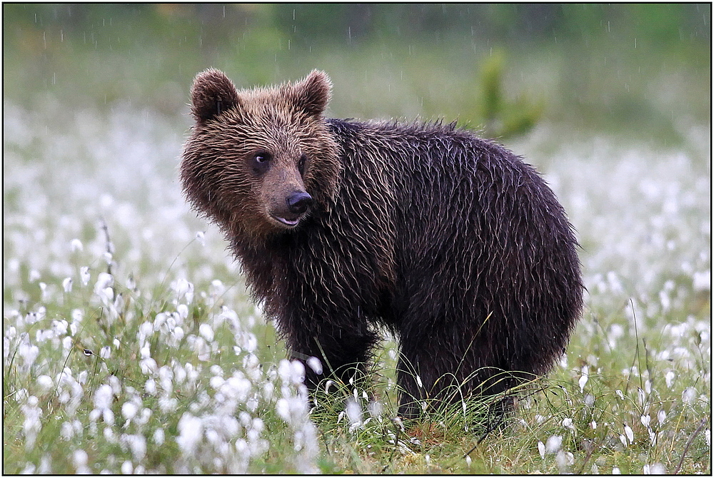 der "Wasch-Bär"