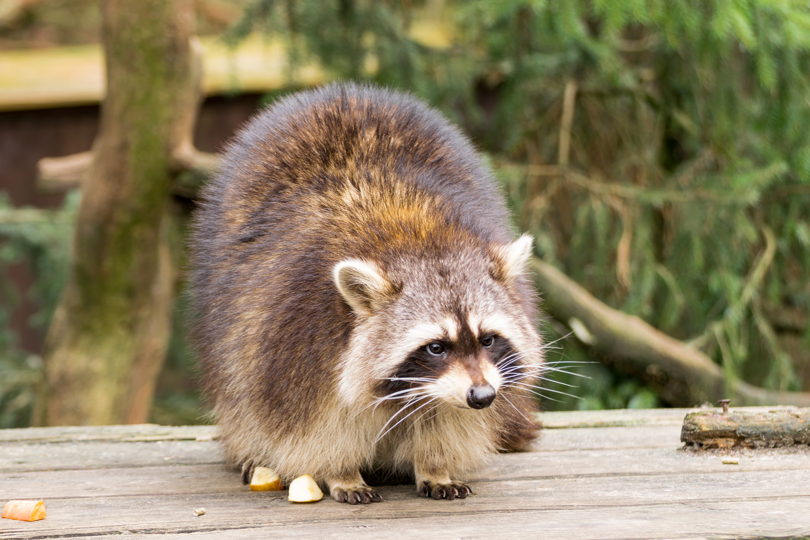 Der Waschbär