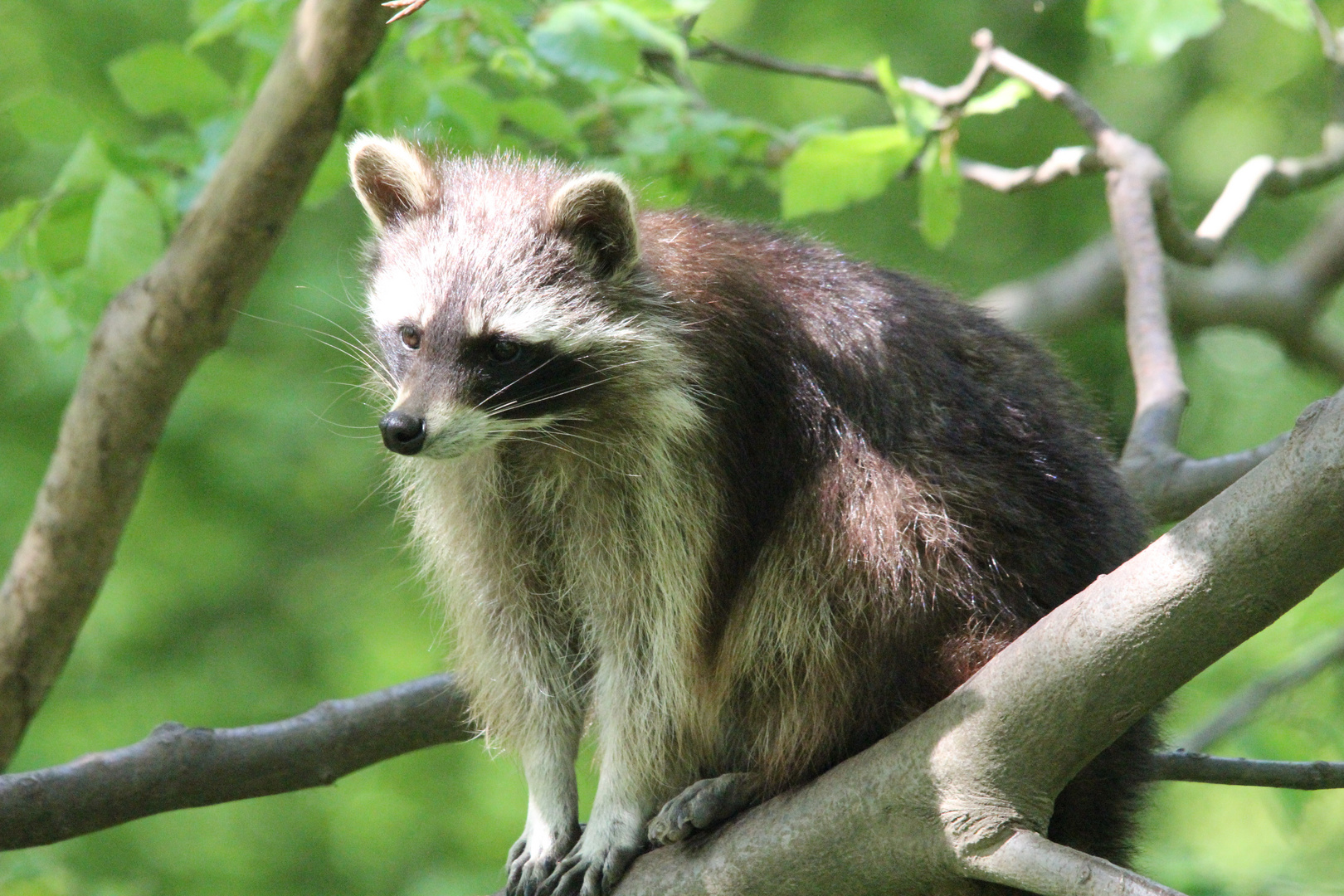 Der Waschbär